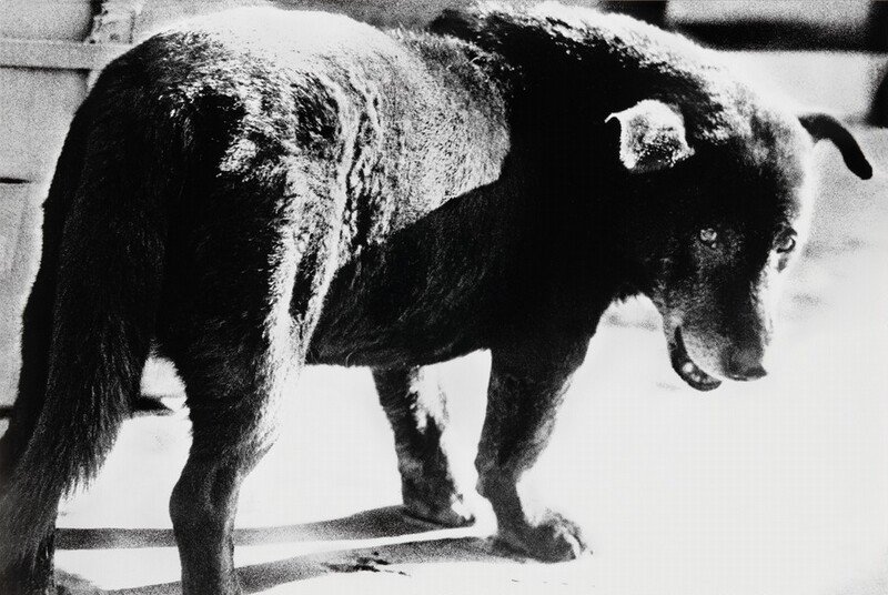 Stray Dog (Misawa) - Daido Moriyama (1971)
